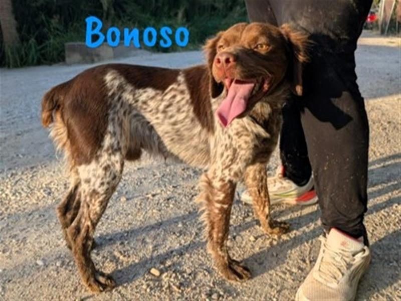 Bonoso 07/2023 (ESP) - anhänglicher und sportlicher Bretonischer Spaniel!