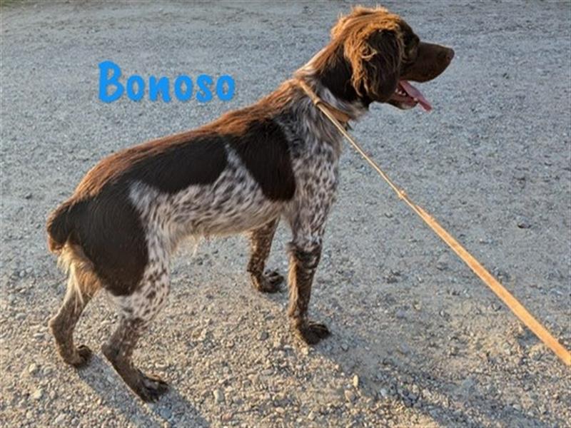 Bonoso 07/2023 (ESP) - anhänglicher und sportlicher Bretonischer Spaniel!