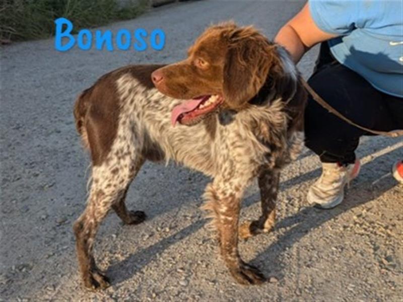 Bonoso 07/2023 (ESP) - anhänglicher und sportlicher Bretonischer Spaniel!