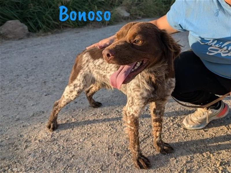 Bonoso 07/2023 (ESP) - anhänglicher und sportlicher Bretonischer Spaniel!