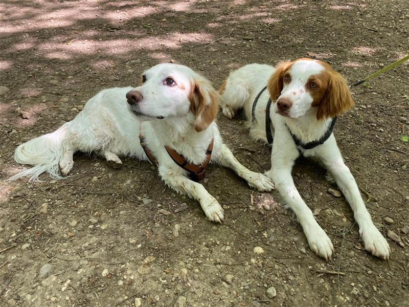 Chico - Befindet sich in einer Pflegestelle in 80687 München