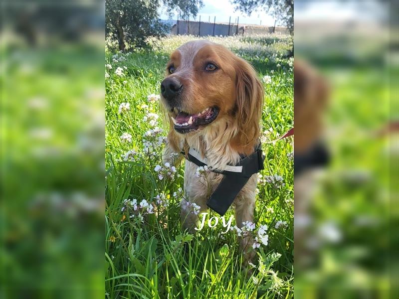 Kleiner Schatz Joy sucht einen liebevollen Platz