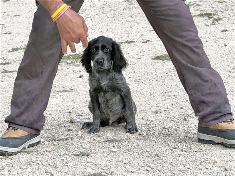 ❣️CASPER sucht eine agile FamilieV