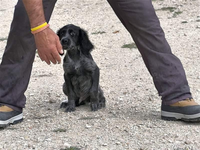 ❣️CASPER sucht eine agile FamilieV