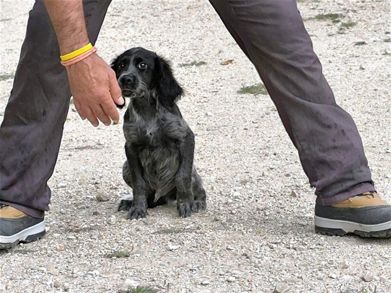 ❣️CASPER sucht eine agile FamilieV