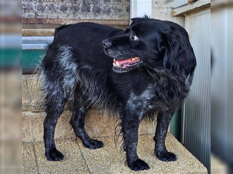 Calimero Nero - liebt Menschen und Hunde