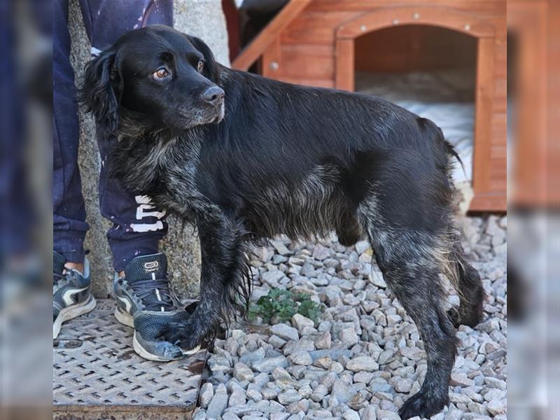 Calimero Nero - liebt Menschen und Hunde