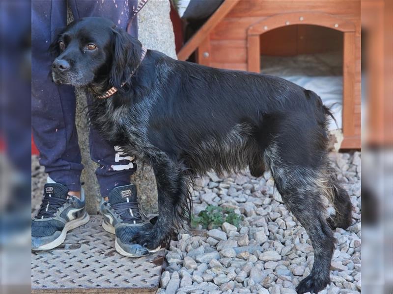 Calimero Nero - liebt Menschen und Hunde