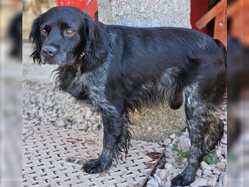 Calimero Nero - liebt Menschen und Hunde