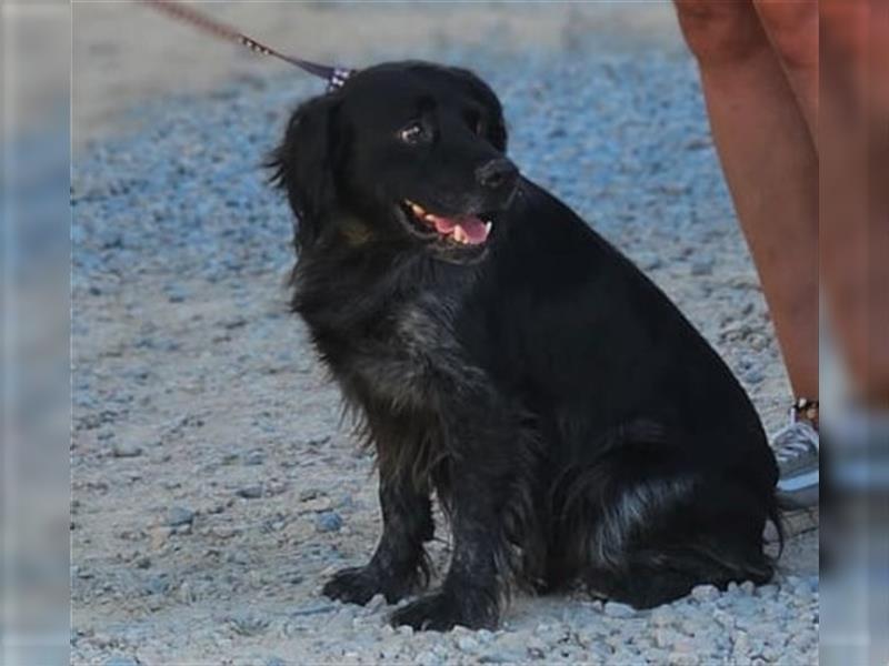 Calimero Nero - liebt Menschen und Hunde