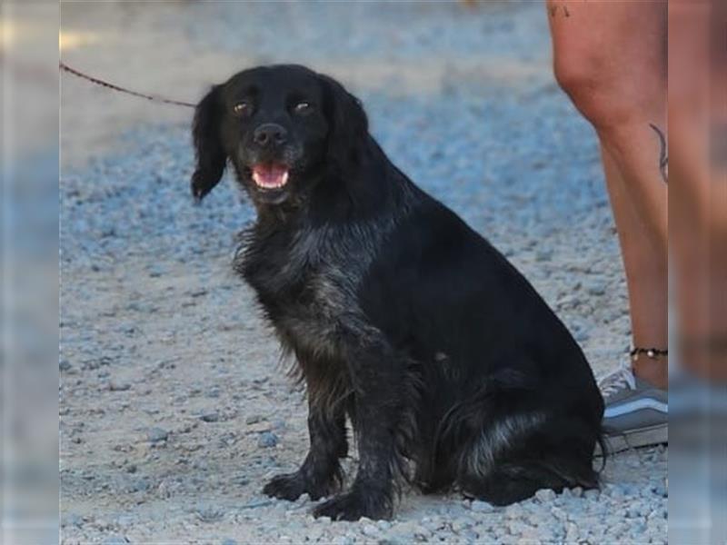 Calimero Nero - liebt Menschen und Hunde