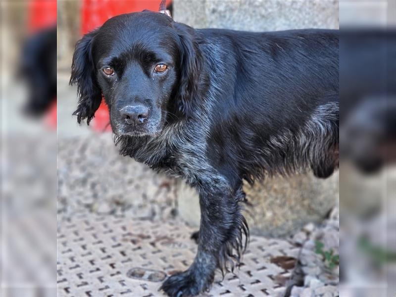 Calimero Nero - liebt Menschen und Hunde