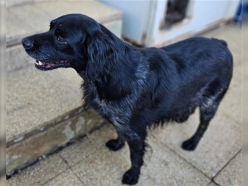 Calimero Nero - liebt Menschen und Hunde