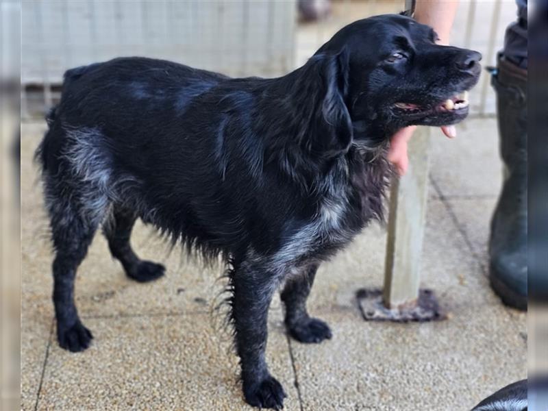 Calimero Nero - liebt Menschen und Hunde