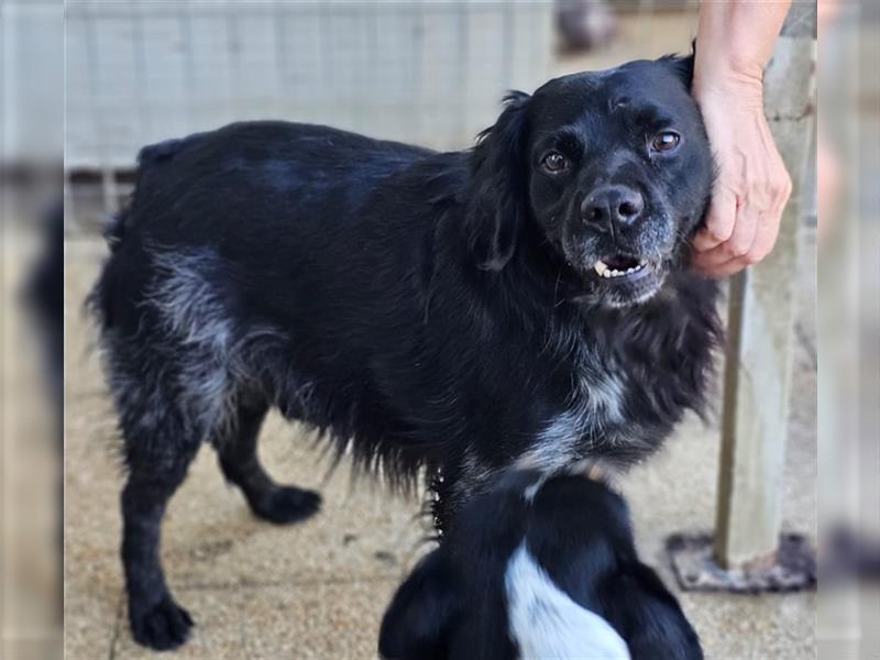 Calimero Nero - liebt Menschen und Hunde