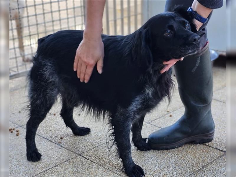 Calimero Nero - liebt Menschen und Hunde