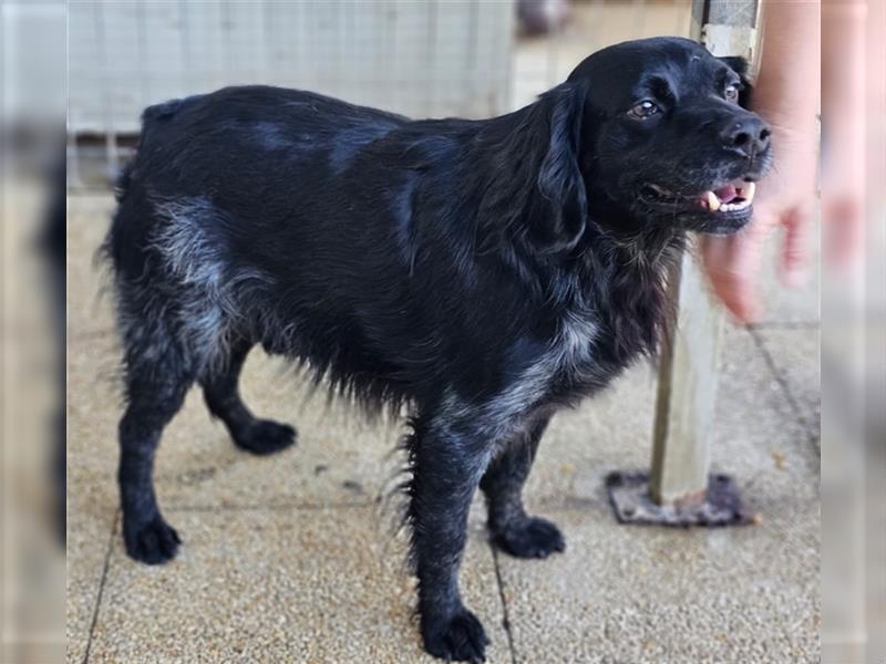 Calimero Nero - liebt Menschen und Hunde