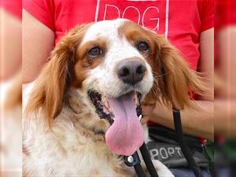 Marley, Epagneul Breton / Bretonenspaniel