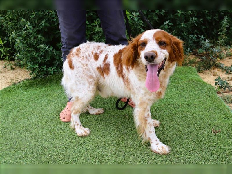 Marley, Epagneul Breton / Bretonenspaniel