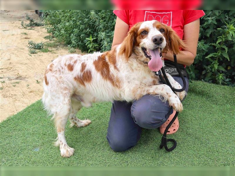 Marley, Epagneul Breton / Bretonenspaniel