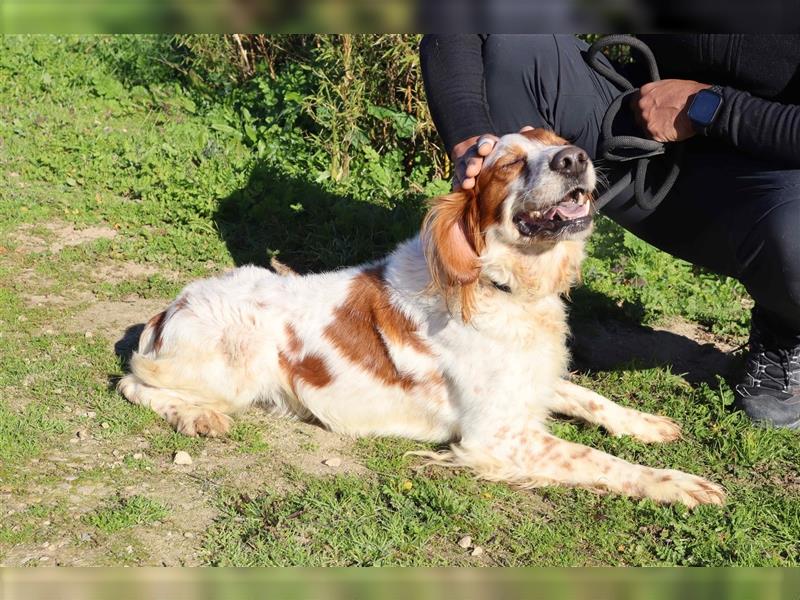 Marley, Epagneul Breton / Bretonenspaniel