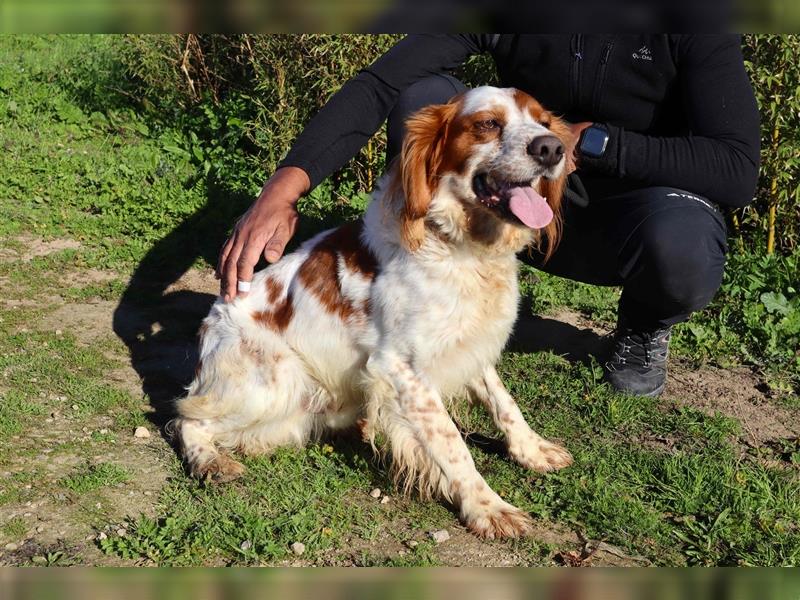 Marley, Epagneul Breton / Bretonenspaniel