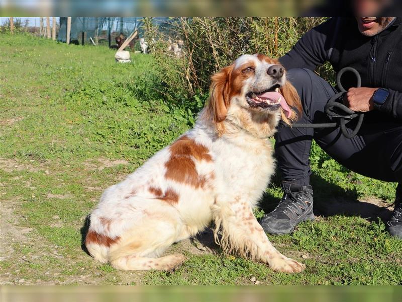 Marley, Epagneul Breton / Bretonenspaniel