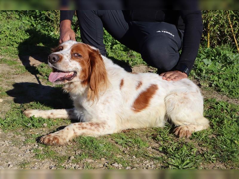 Marley, Epagneul Breton / Bretonenspaniel