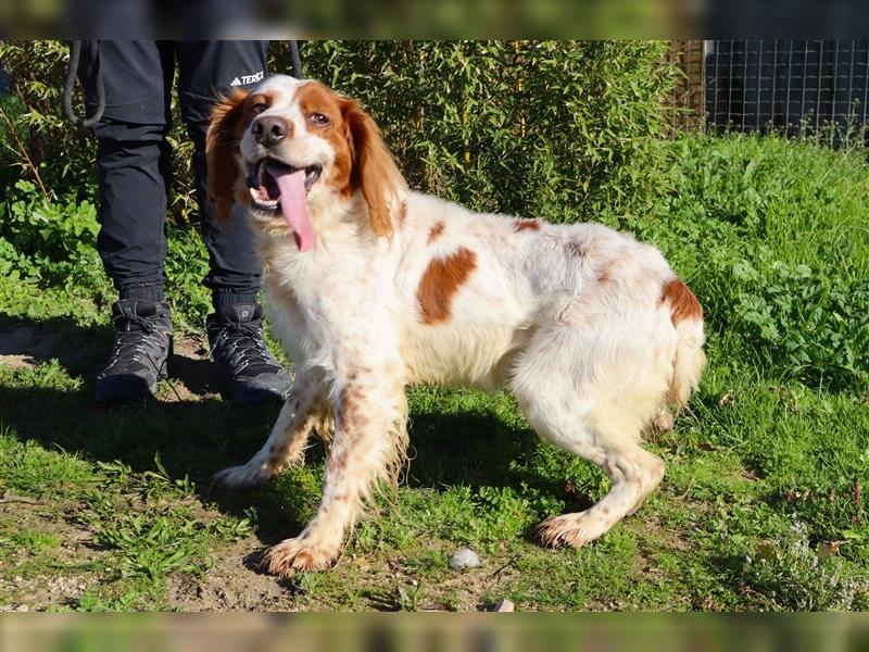 Marley, Epagneul Breton / Bretonenspaniel