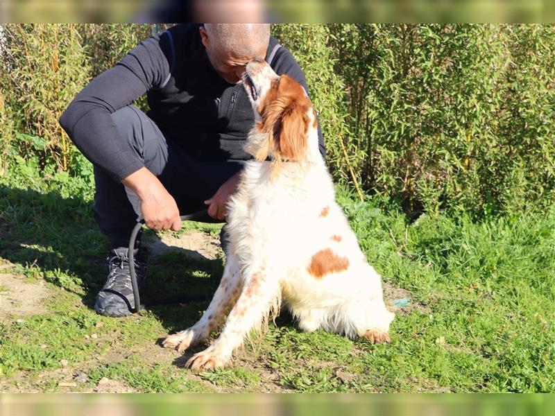 Marley, Epagneul Breton / Bretonenspaniel