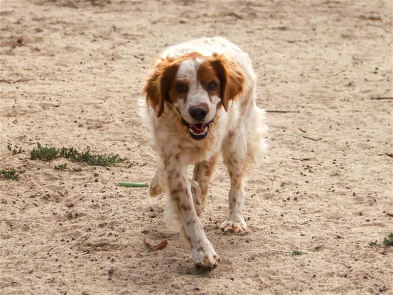 Marley, Epagneul Breton / Bretonenspaniel