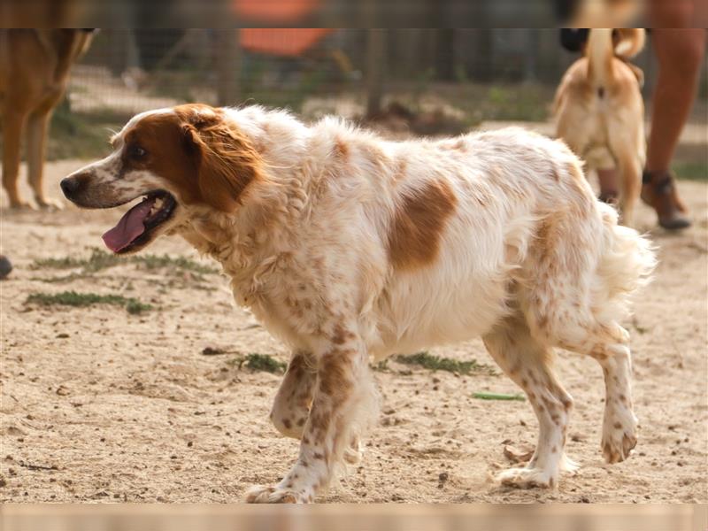 Marley, Epagneul Breton / Bretonenspaniel