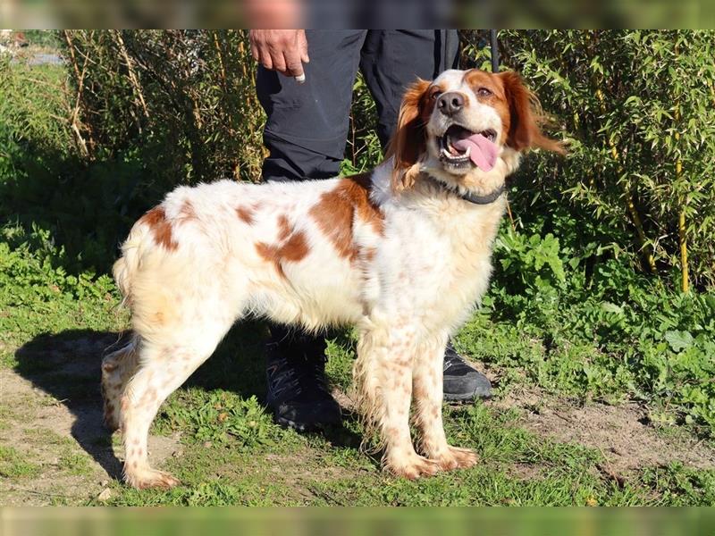 Marley, Epagneul Breton / Bretonenspaniel