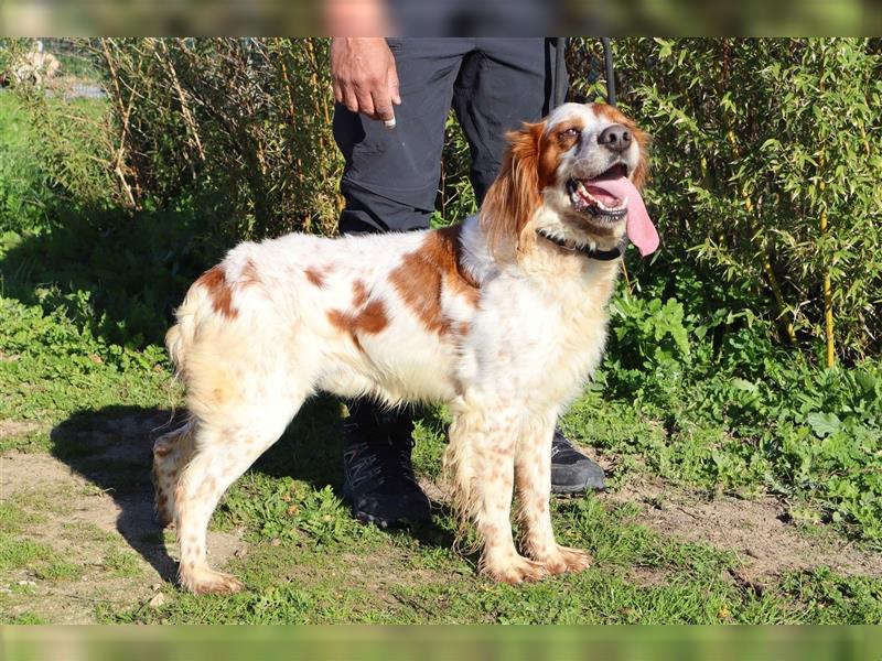 Marley, Epagneul Breton / Bretonenspaniel