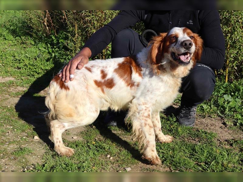 Marley, Epagneul Breton / Bretonenspaniel