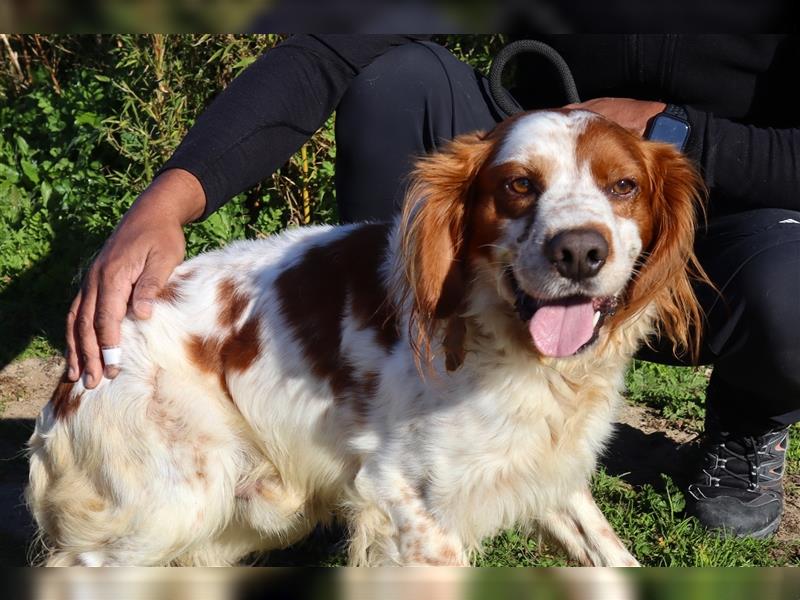 Marley, Epagneul Breton / Bretonenspaniel