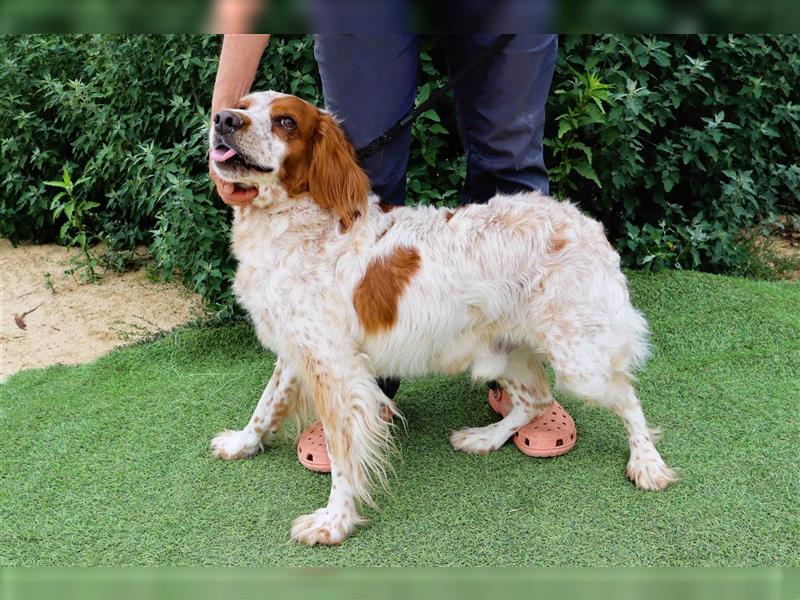 Marley, Epagneul Breton / Bretonenspaniel