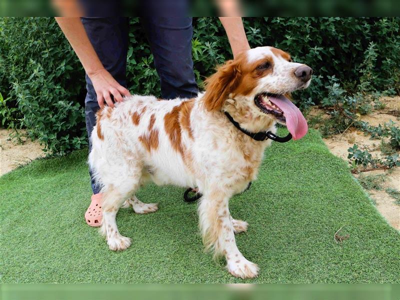 Marley, Epagneul Breton / Bretonenspaniel