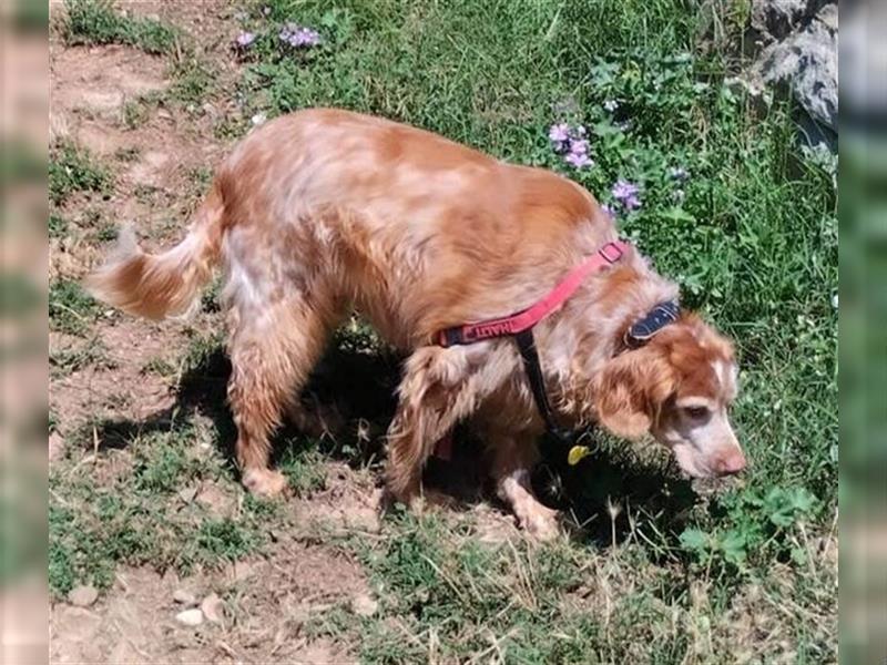 Otto (Spanien) - ein anhänglicher und ruhiger Begleiter