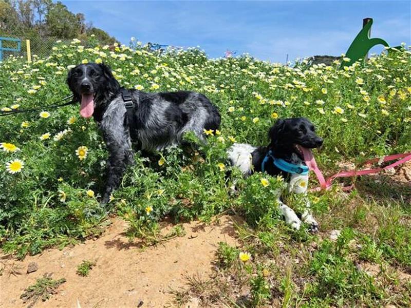 Flo (Spanien) - hat ein großes Herz anzuvertrauen