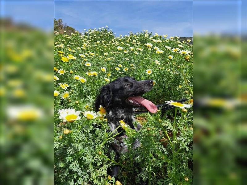 Flo (Spanien) - hat ein großes Herz anzuvertrauen