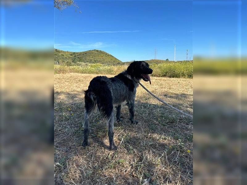 Flo (Spanien) - hat ein großes Herz anzuvertrauen