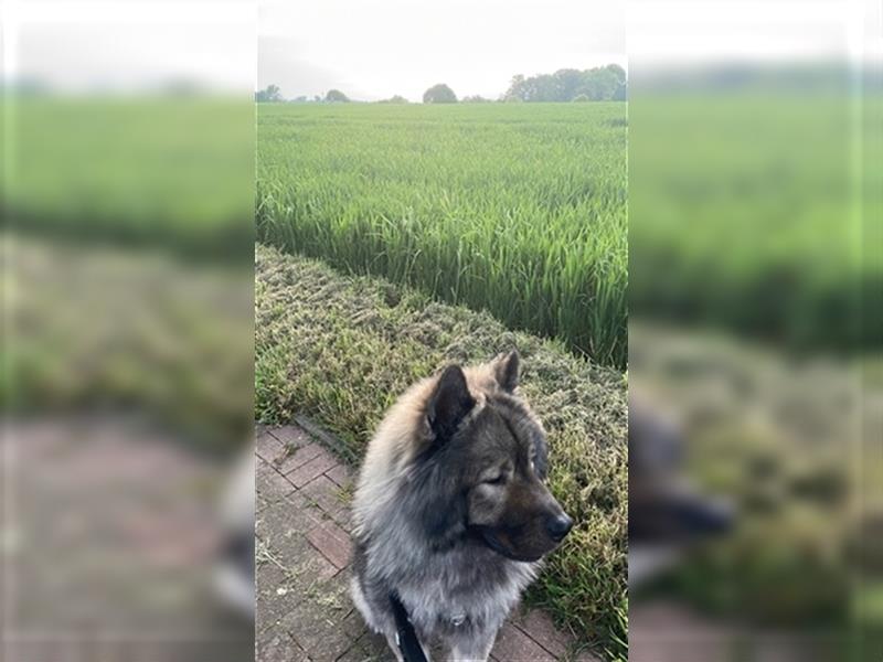 Eurasier