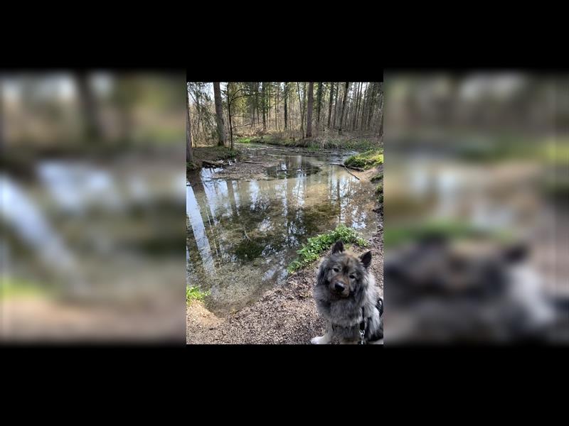 Eurasier