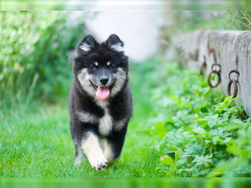 Finnischer Lapphund FCI Welpe - Hündin