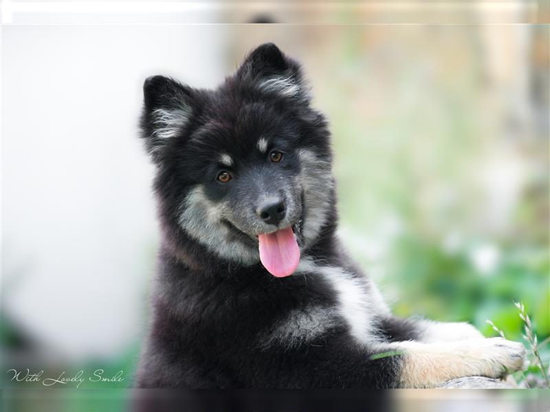 Finnischer Lapphund FCI Welpe - Hündin