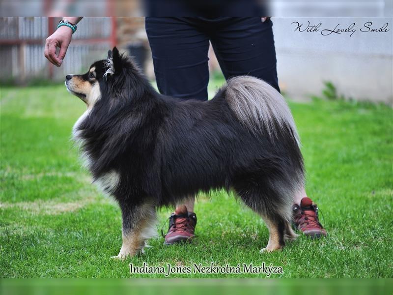 Finnischer Lapphund FCI Welpe - Hündin