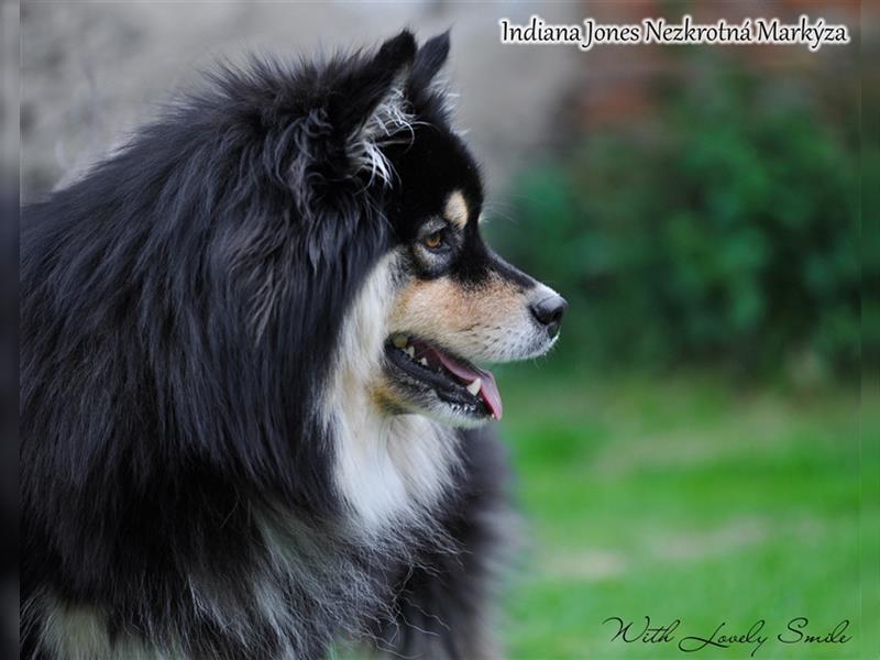 Finnischer Lapphund FCI Welpe - Hündin