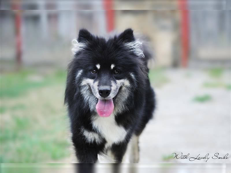 Finnischer Lapphund FCI Welpe - Hündin