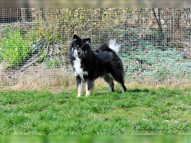 Finnischer Lapphund FCI Welpe - Hündin